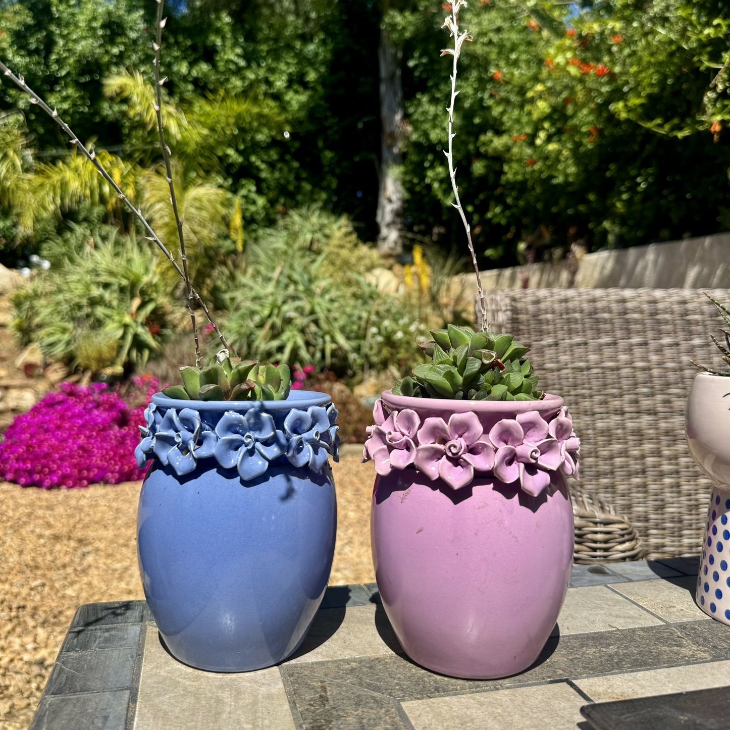 🩵 Blue 3D Flowers Ceramic Planter -w Jade Dew Succulents 