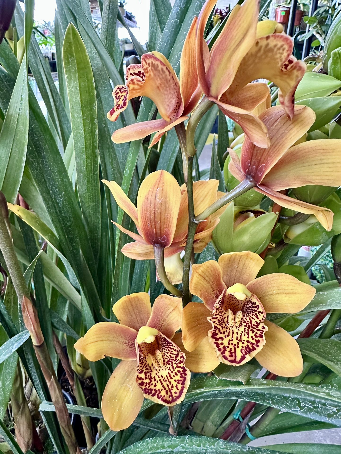 Big Cymbidium Orchid Địa Lan Lớn