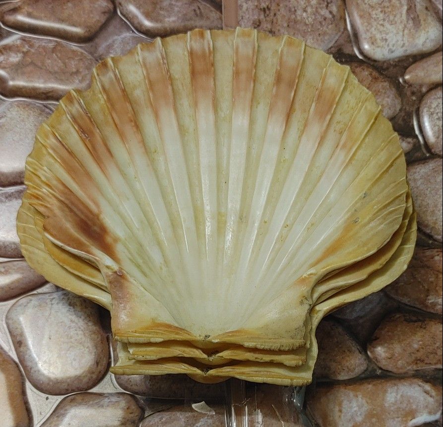 LOT OF 3 Vintage "SEASHELL" Dishes/Plates EXTREMELY RARE!!Please Read Description. 