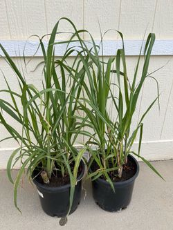 Sugar Cane plant in  wide 5gl. $17 each