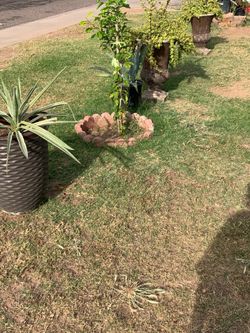 Part six of the many plants available for purchased