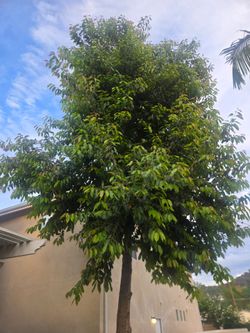 Jambu Jamun Tree