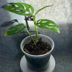 Monstera Adansonii + Syngonium Duo