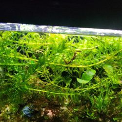 Anacaris Stem Plant - Aquarium Plants