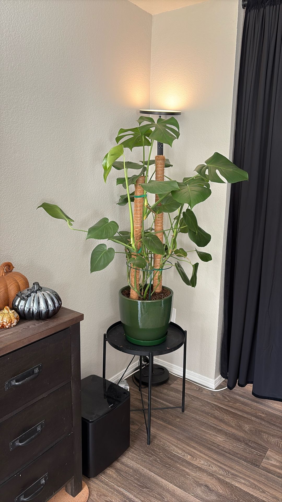 Monstera Plant