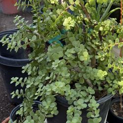 Elephant, Food Plans Or Plants of abundance In 5G And One Gallon $30 And $10 Each 