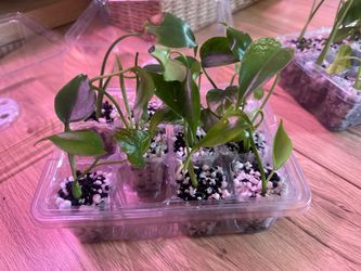 Devil Monsters Pups (Grade A)