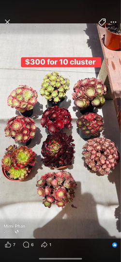$300 for 10 cluster Aeonium imported