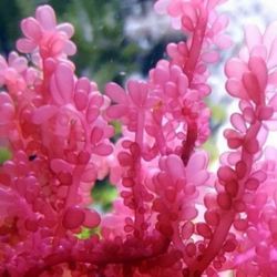 Red Grape Macroalgae Frag For Coral Reef Tank