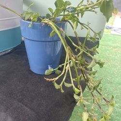 Asiatic dayflower Plant In Blue Ceramic Pot