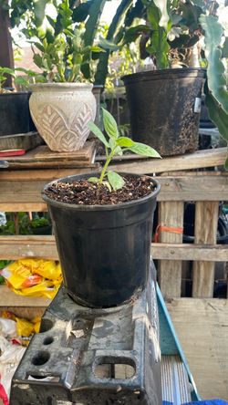 Planta chile Manzano naranja.   Manzano Orange pepper  plant