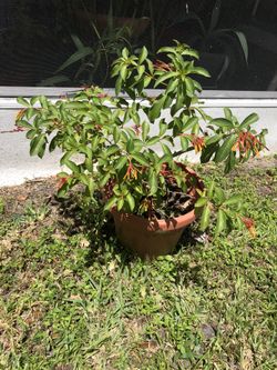 Firebush Shrub Live Plant, In Bloom