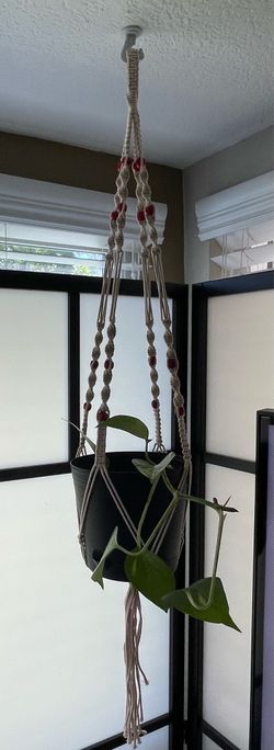 Ivy (Pothos/Devil’s Ivy) Hanging Plant With Macrame Beaded Hanger