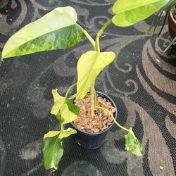 Variegated Domesticum Philodendron 
