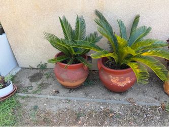 Palms