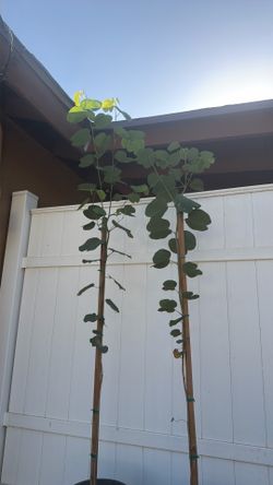 Arbol de las orquideas /Pata de vaca / Bauhinia