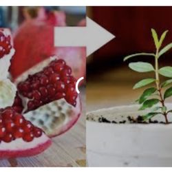 Plants Pomegranate Trees