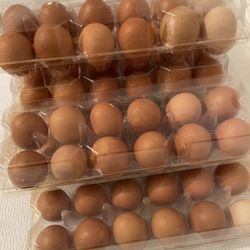 Fresh Organic Eggs