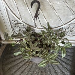 Hanging Succulent Plant 