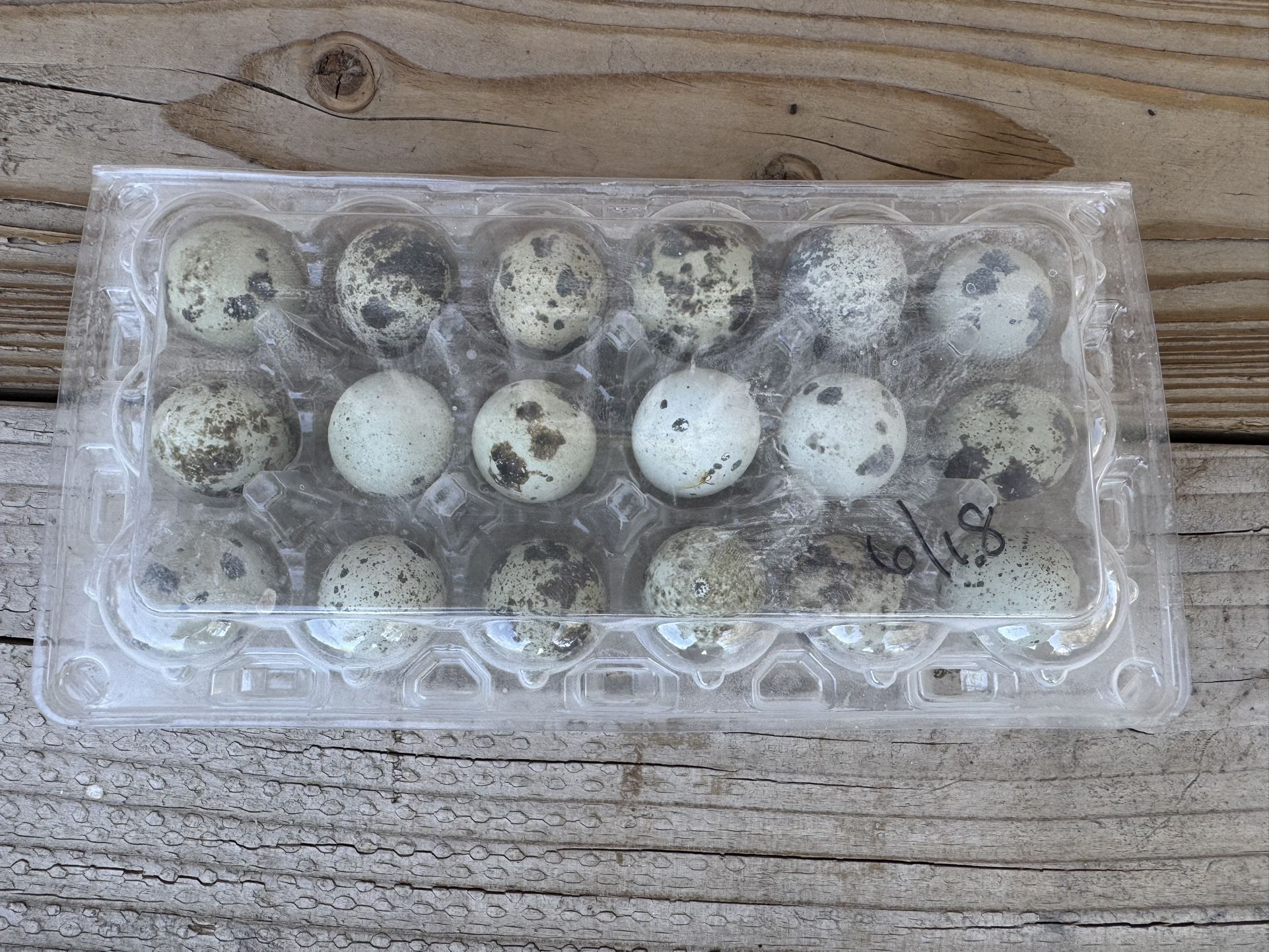 Quail Eggs
