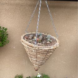 Hanging Plant