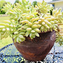 Succulents In A Terracotta Pot