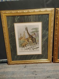Framed Jungle Animal Artwork