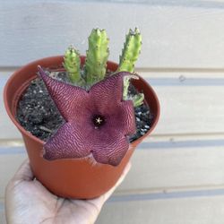 6” stapelia grandiflora