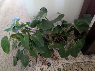Heartleaf Philodendron