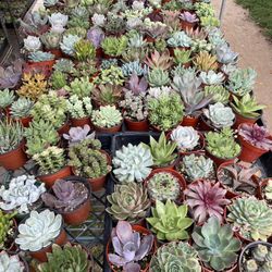 4” Succulent Plants $3 available in COVINA 