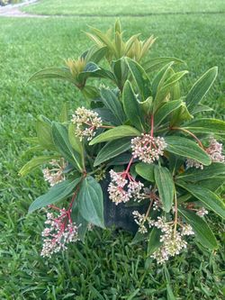 MEDINILLA CUMMINGII ( 3 Gallon Pot) Showy Flowers