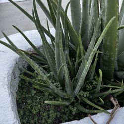 Aloe Vera 