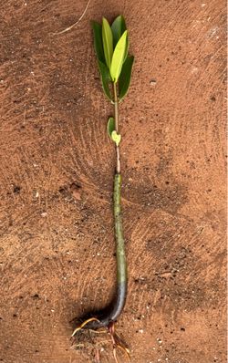 Mangrove Tree Plant