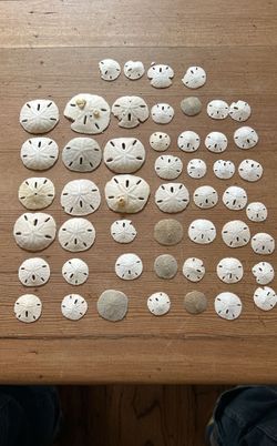 Sand Dollars 