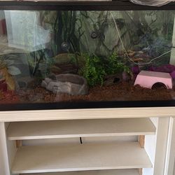 Aquarium And Bracelet