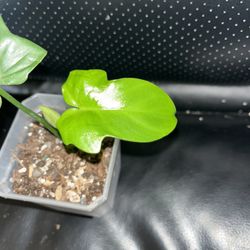 Pandiforme Philodendron