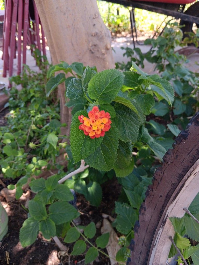 Lantana De Barios Colores