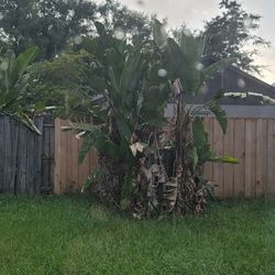 Plant  Free.         With Removal 