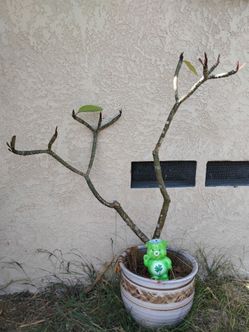 Plumeria tree