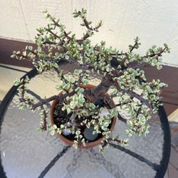 Variegated Portuclaria Alfa Elefant Bush / Planta De La Abundancia Variegada 