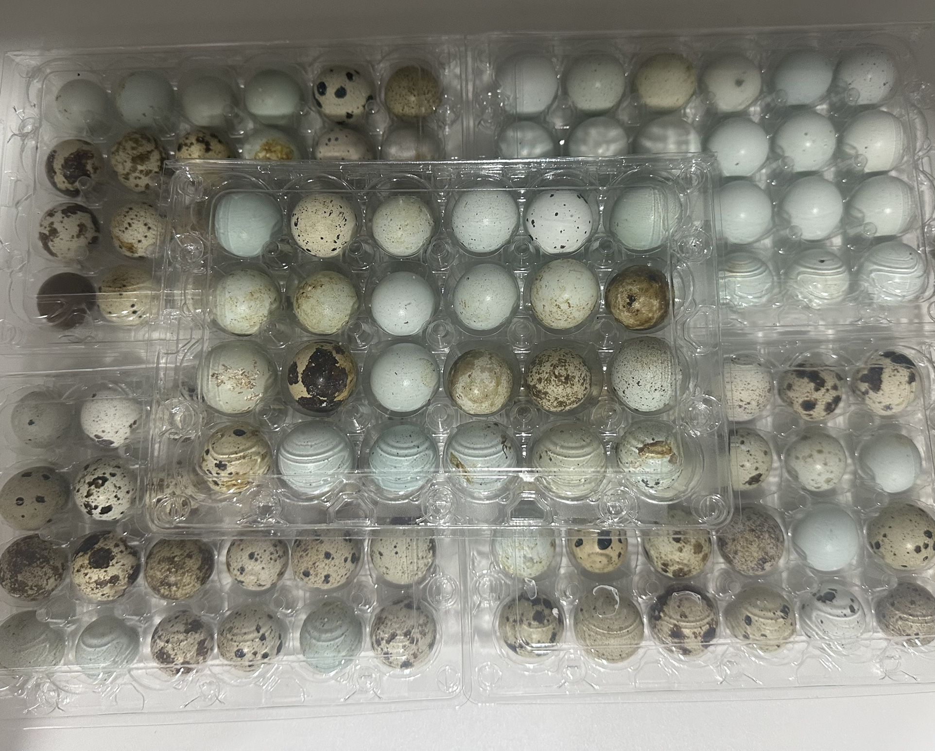 Quail Eggs