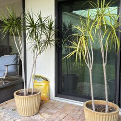 Two Plants In Extra Large Planters