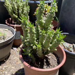 Plants For Sale 
