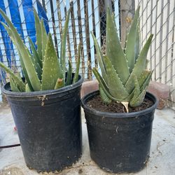 Aloe Vera Plant