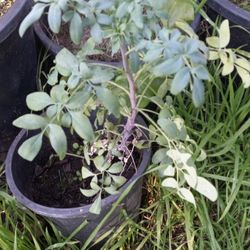 Ruda Rue Plant MACHO 