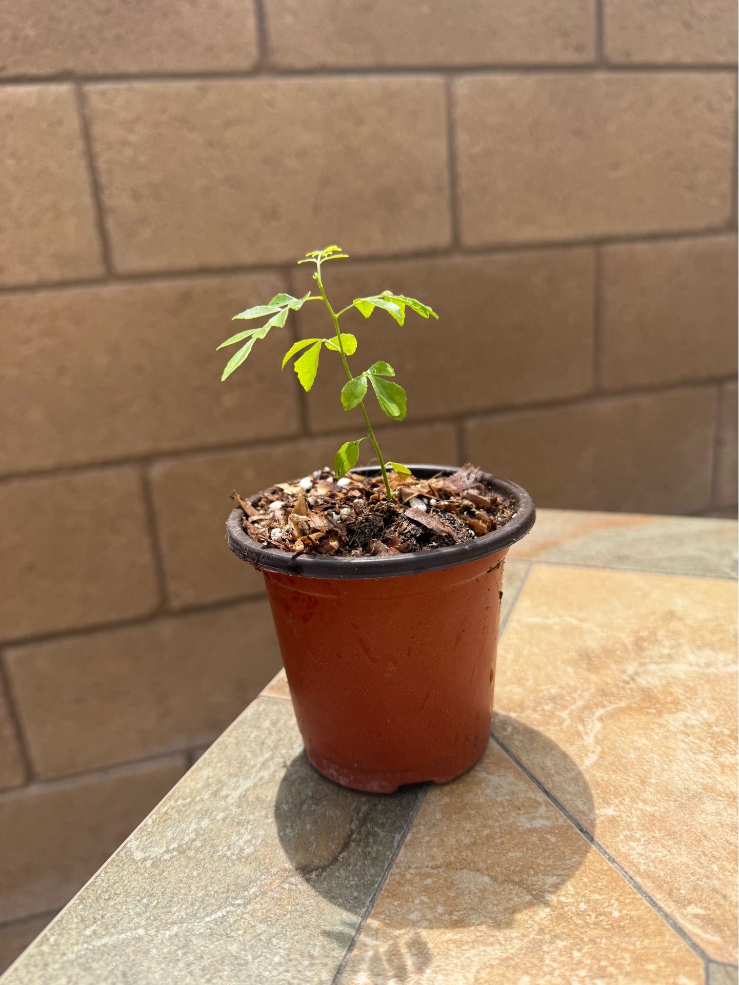 Curry plant seedling