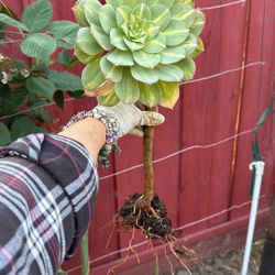 Aeonium 'Starburst' Succulent Plant 12” Tall 