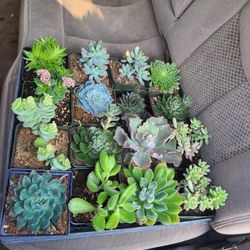 Succulents For Sale 
