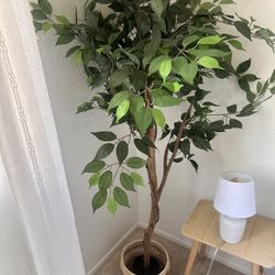One Floor Plant $20 (artificial)