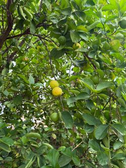 Picked for you Limes!